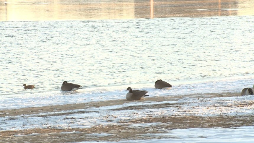 prospect lake snow geese