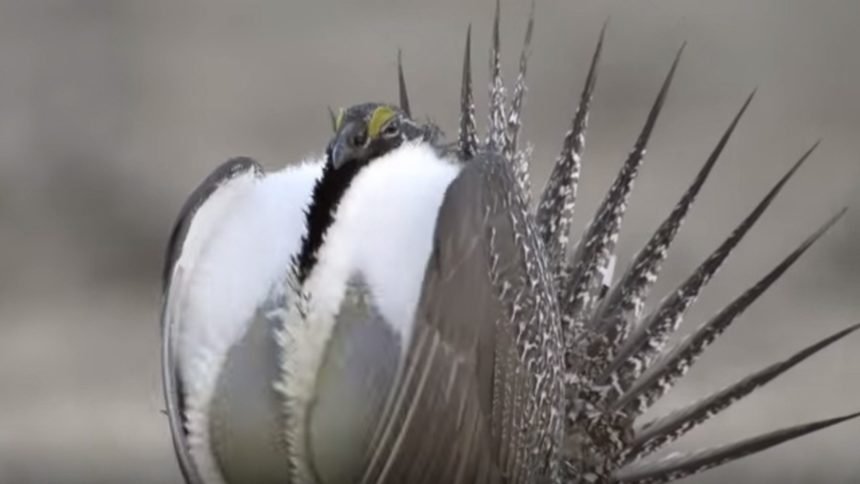 sage grouse US Dept. of the interior