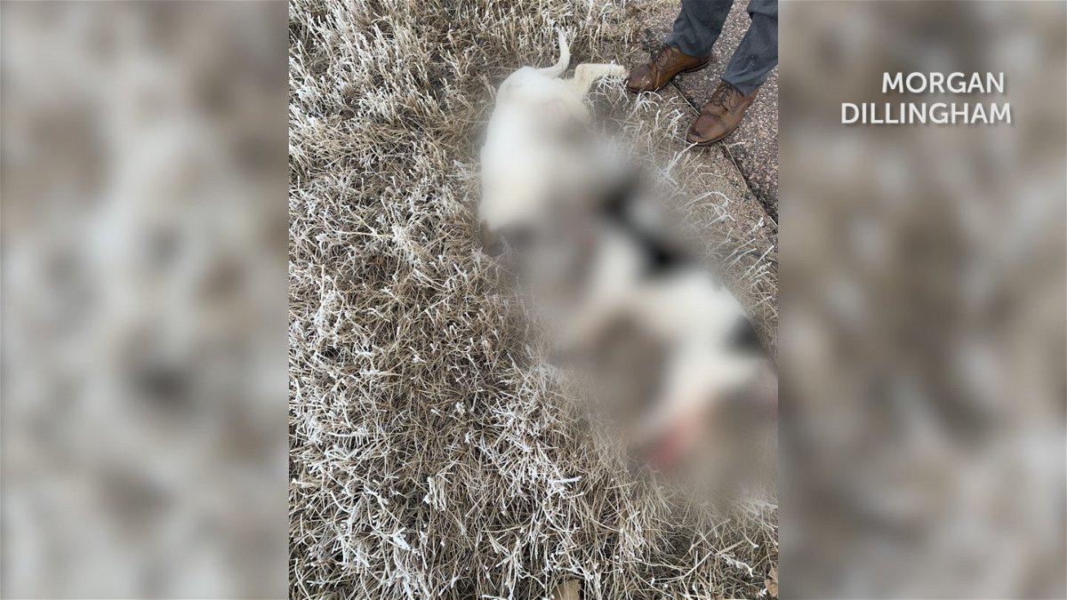 Morgan Dillingham says she and her fiance tried to protect the puppies but two of them passed away from serious injuries. The image has been blurred because some readers may find the content too graphic.