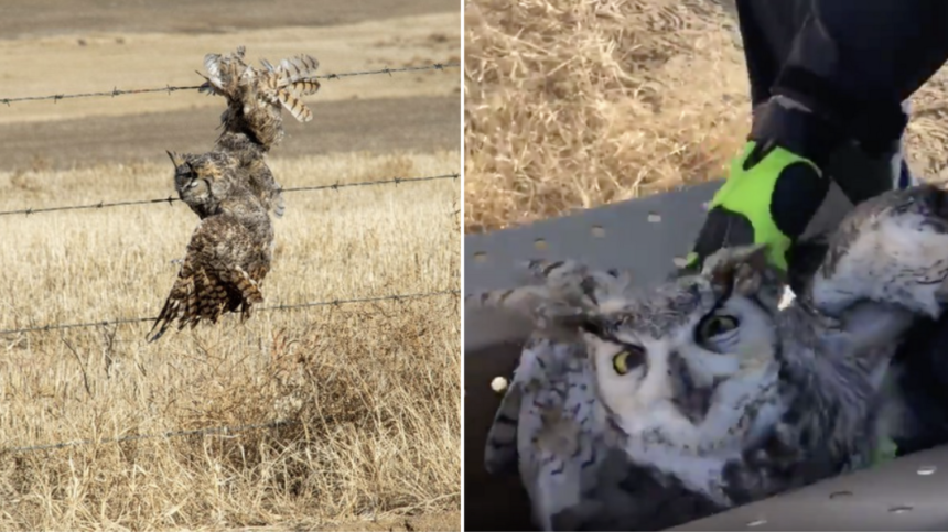 owl barbed wire CPW rescue
