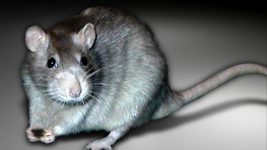 rat generic cropped