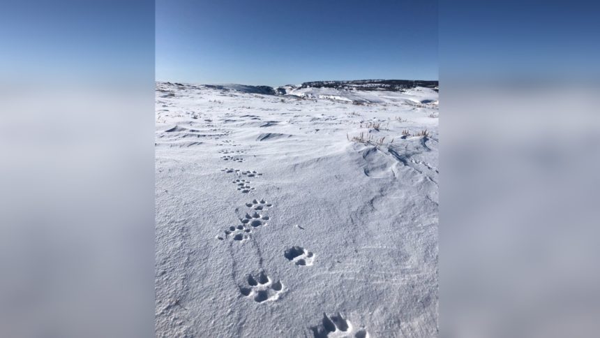 cpw wolf tracks Cropped