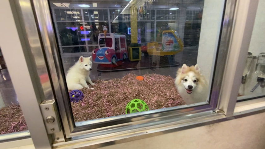 Pet Stores Near Me That Sell Dogs Activists Stop Selling Dogs In 