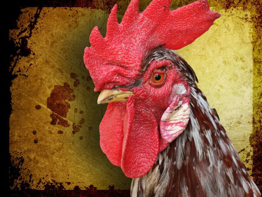 rooster cockfighting generic