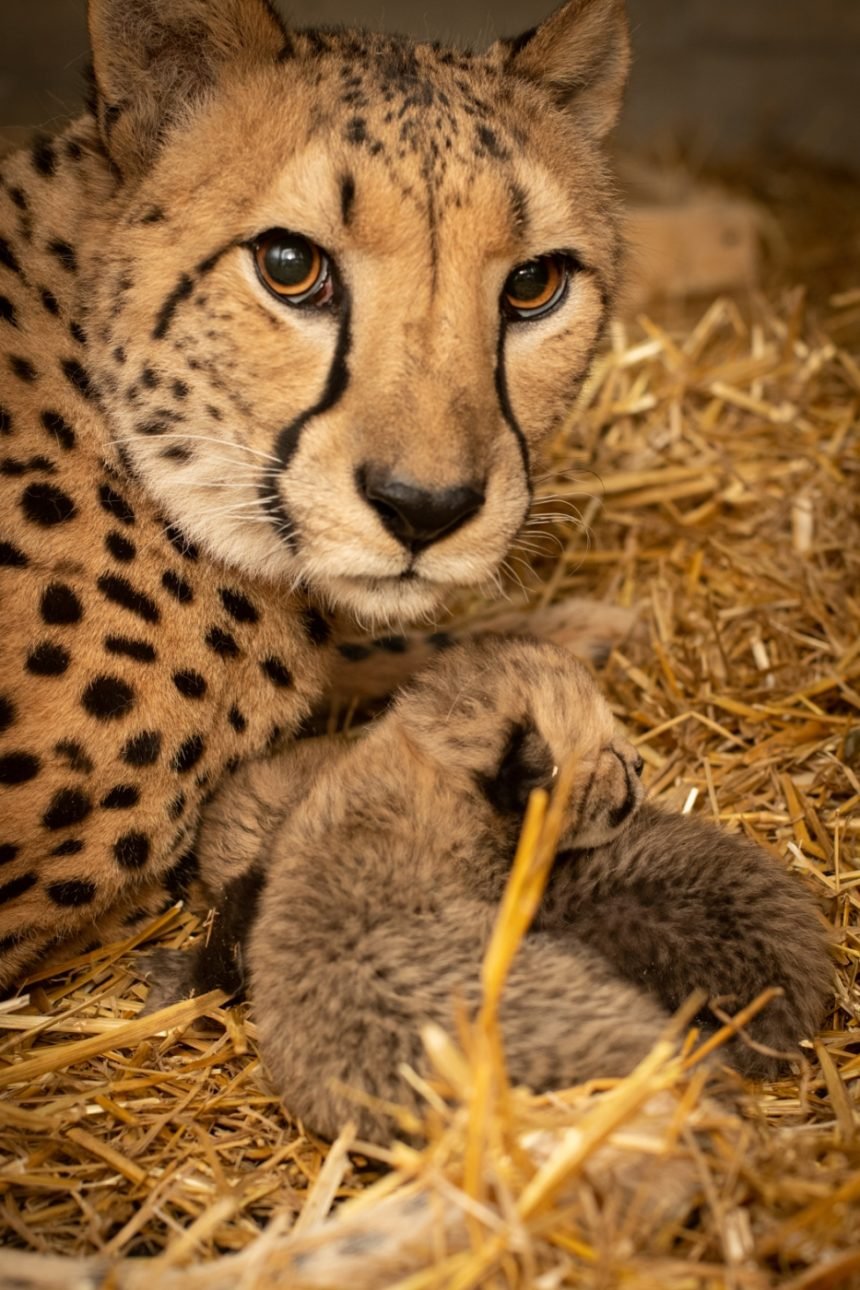 cheetah_cubs_2019_2_-_grahm_s._jones_columbus_zoo_and_aquarium-4