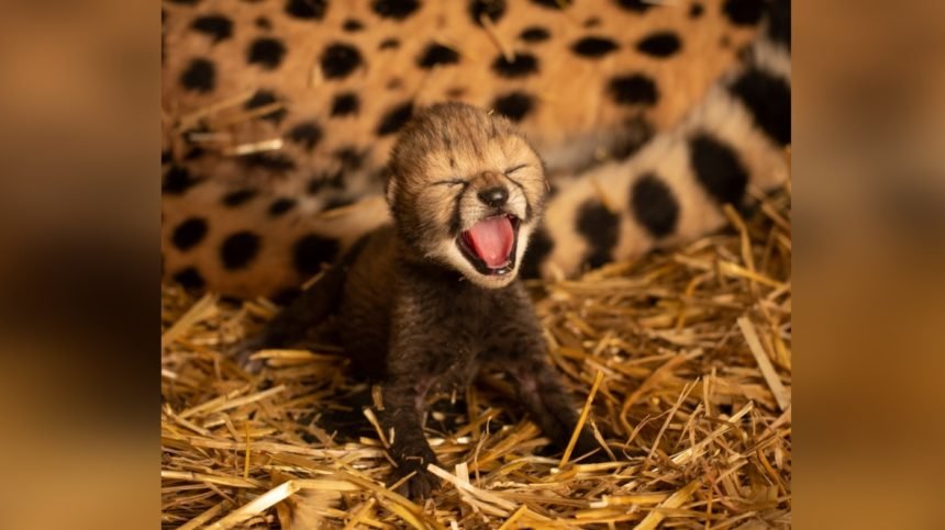 cheetah_cubs_2019_2_-_grahm_s._jones_columbus_zoo_and_aquarium-6 FRAME Cropped