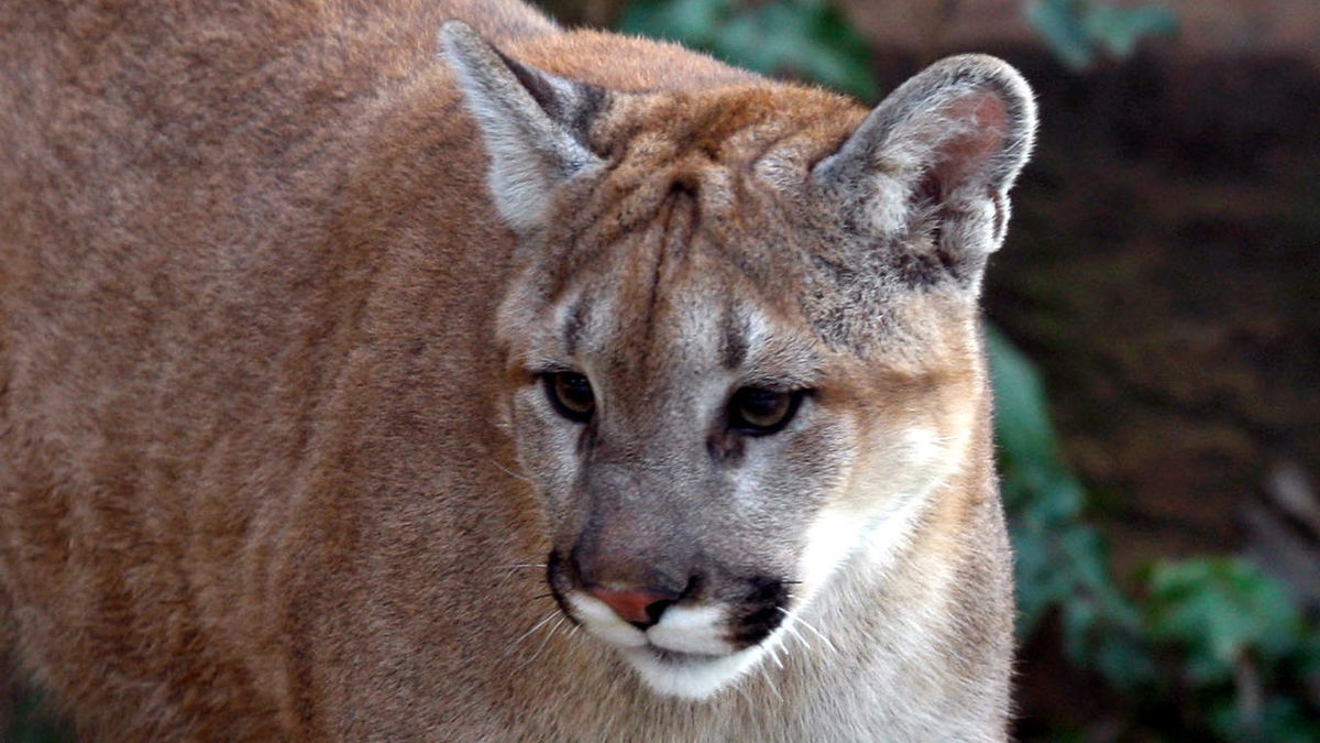 Os mountain lion