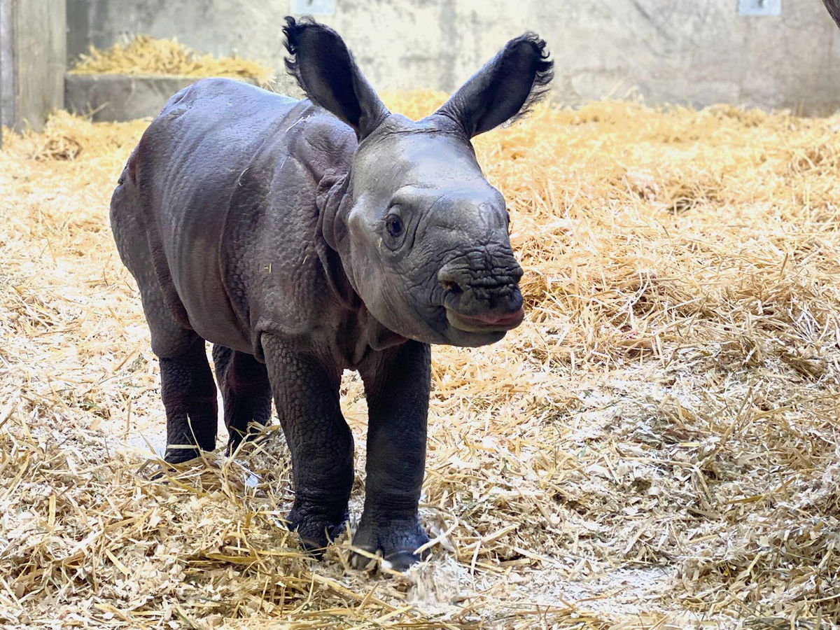 Denver Zoo welcomes first ever baby greater one-horned rhino | KRDO