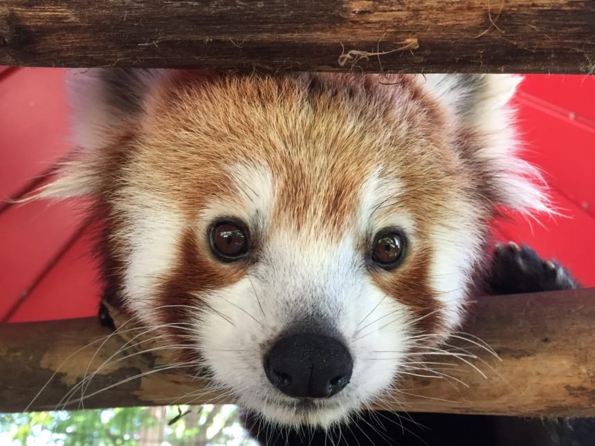 red panda pueblo zoo