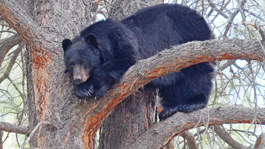 bear in a tree CPW Cropped