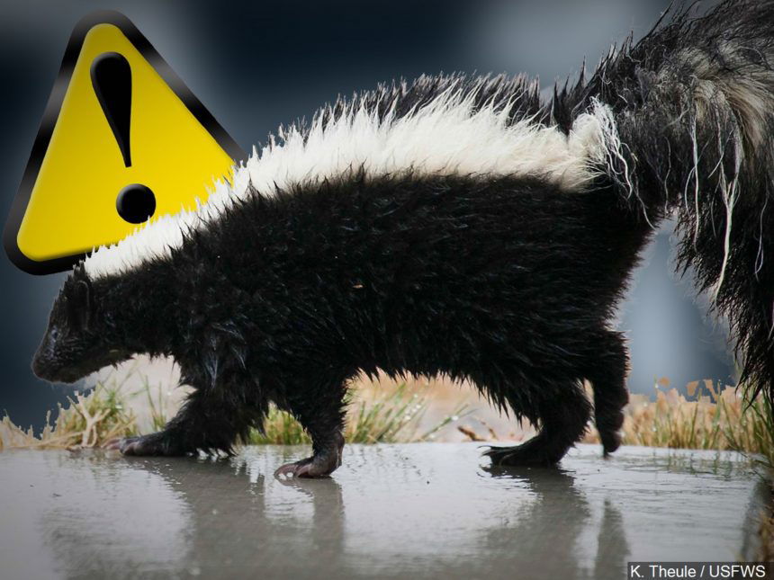 skunk rabies