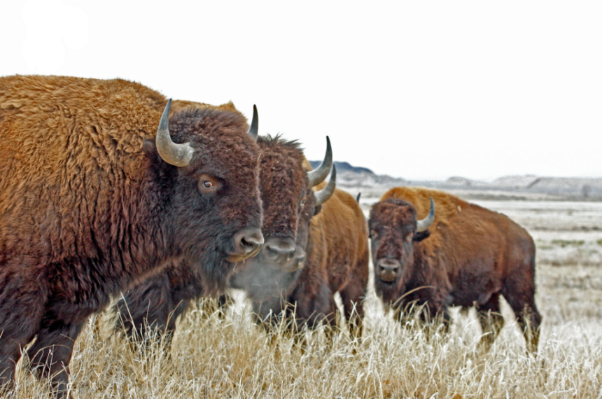 bison generic usfws