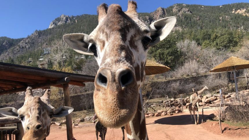 cheyenne mountain zoo Cropped