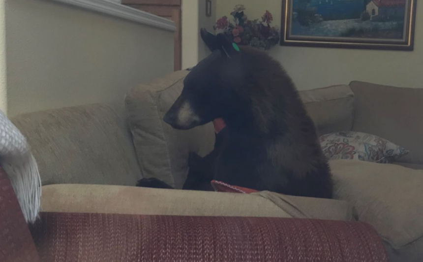 bear on couch