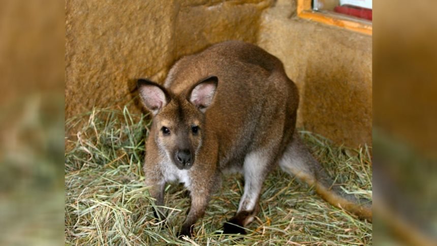 surprise wallaby missing