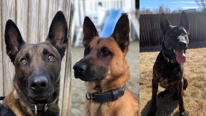 three K9 dogs