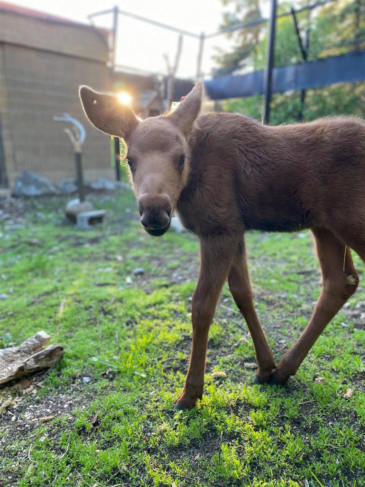 Orphaned Baby Alaska Moose To Find A Home In Cheyenne Mountain Zoo Krdo