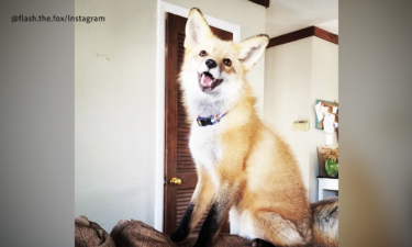 "Flash" the fox, euthanized by CPW in Colorado Springs after being domesticated