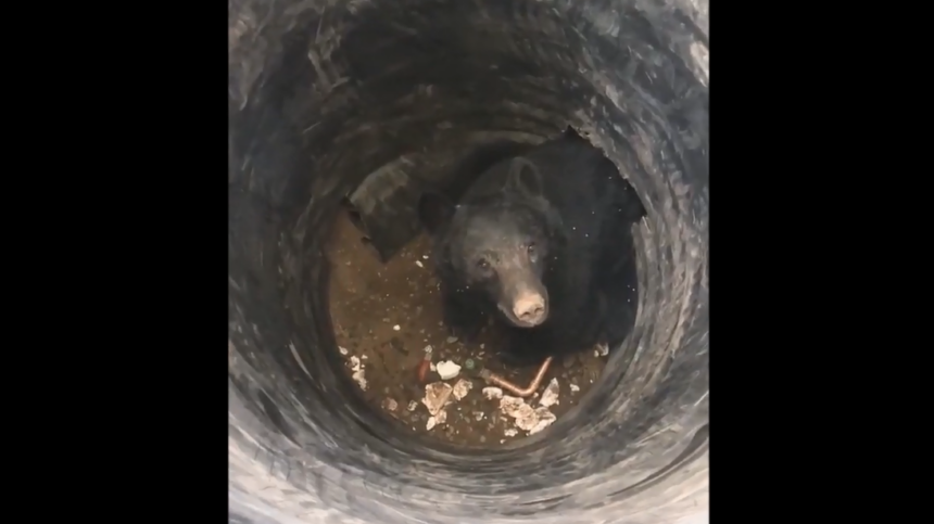 bear stuck in culvert