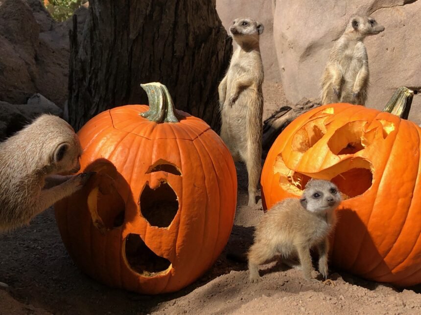 Meerkats with pumpkins