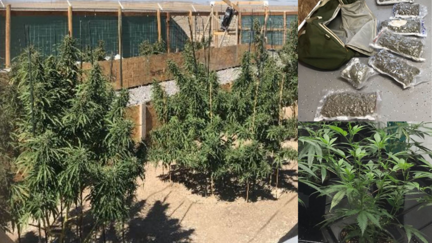 avondale marijuana grow arrest