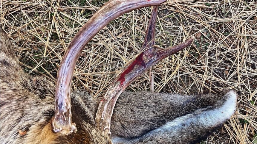 bloody antlers buck Cropped
