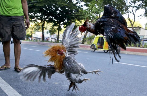 Police officer killed by rooster while breaking up cockfight - KRDO