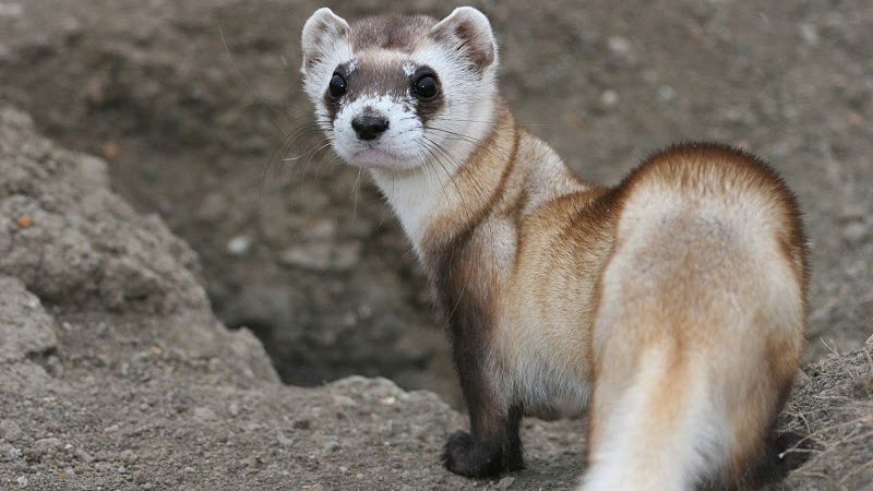 FERRET2-Cropped