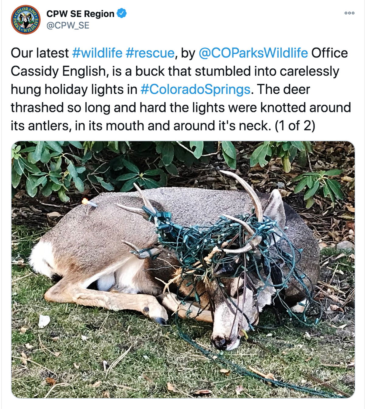 Deer With Christmas Lights In Antlers In Colorado Springs 2022 Colorado Parks And Wildlife Warns Of Christmas Lights' Danger To Wildlife -  Krdo