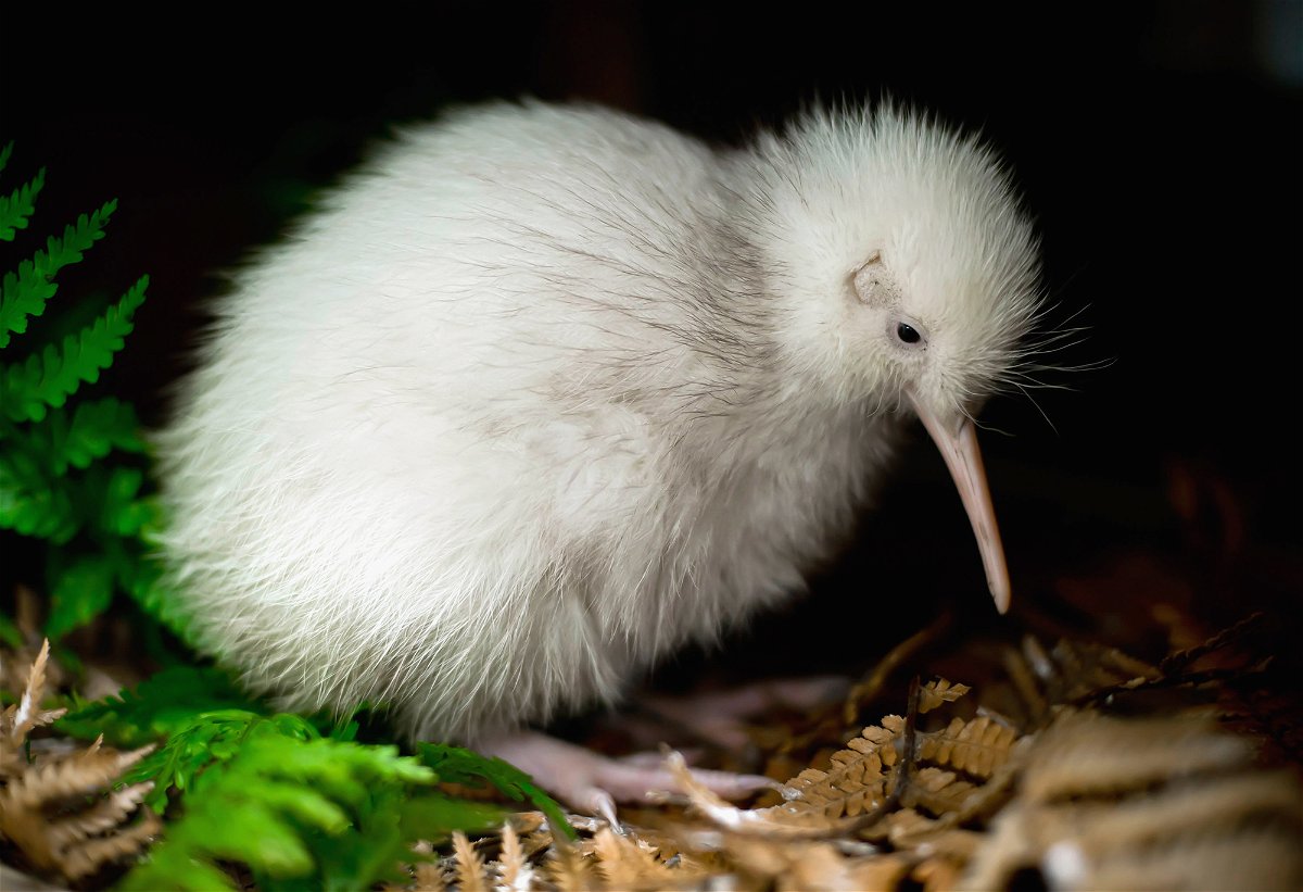 manukura-the-only-white-kiwi-bird-ever-born-in-captivity-dies-in-new