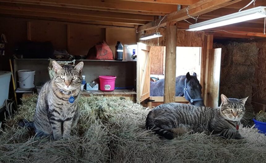 barncats