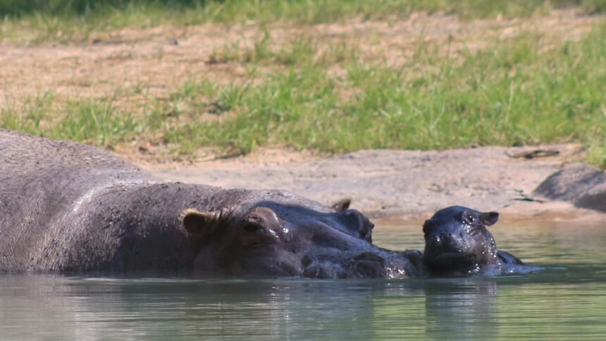 CMZoo Hippo Zambezi and baby 1-cropped