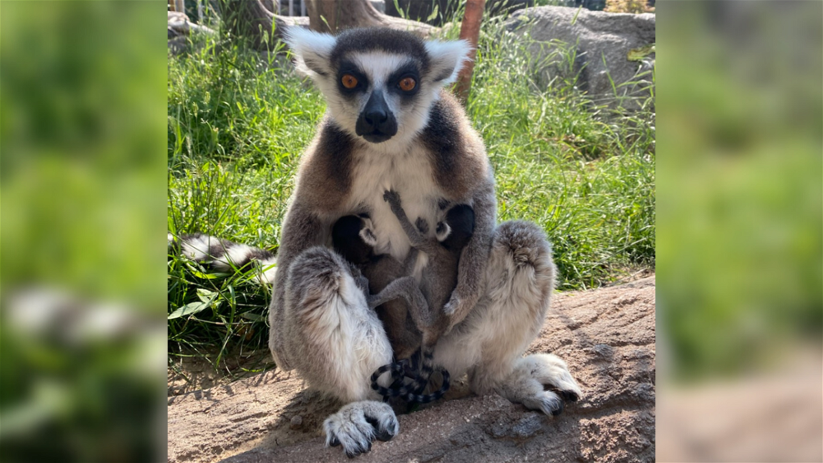 Free Vectors | ring-tailed lemur
