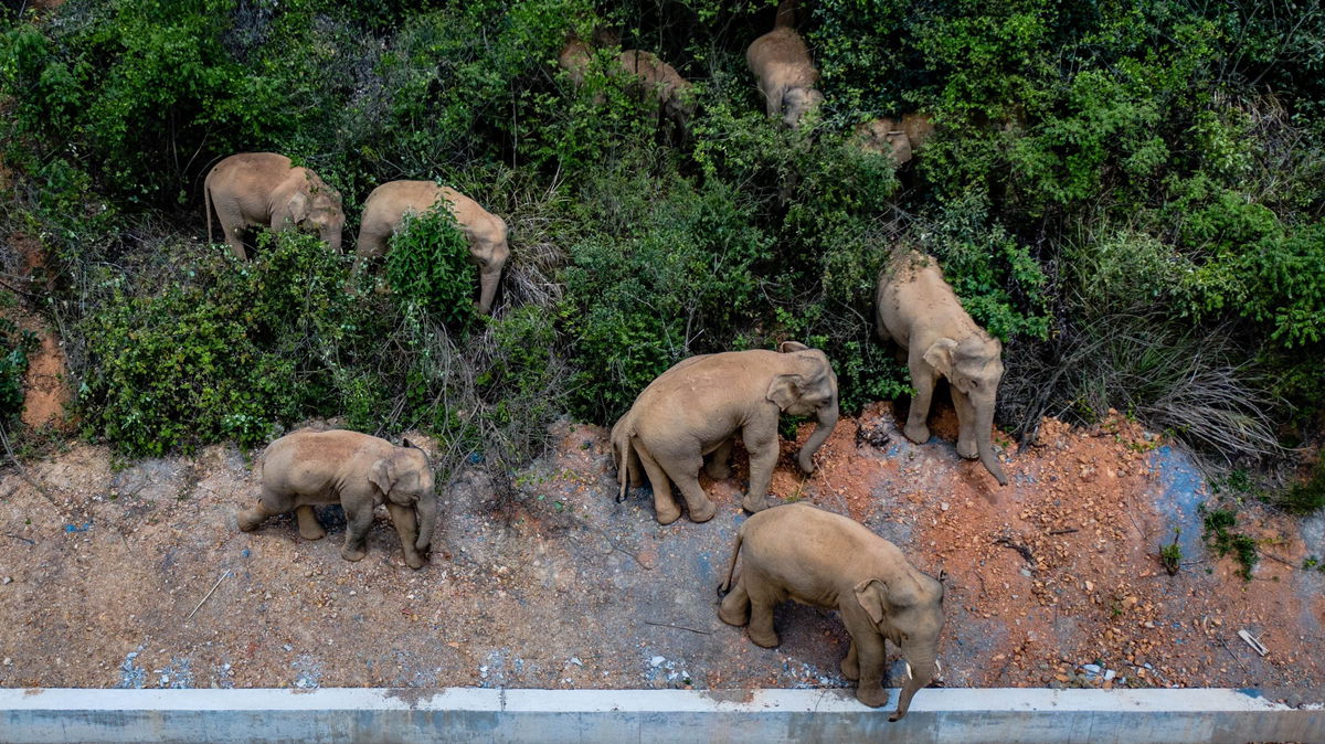 <i>Xinhua News Agency/Getty Images</i><br/>This aerial photo taken on May 28 shows a herd of wild Asian elephants in Eshan County