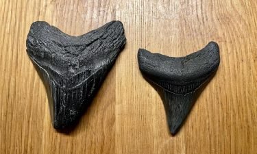 Jacob Danner found two megalodon teeth within a three-week span.