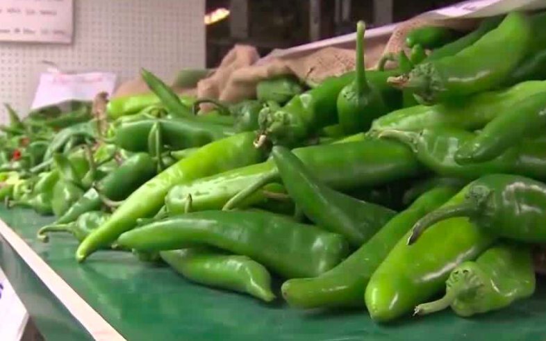 <i>KOAT</i><br/>Green chile season is here but it hasn't been an easy harvesting season due to the drought and monsoon rain.