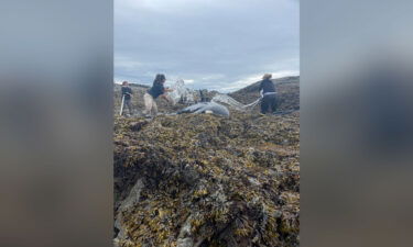 People helping the stranded orca