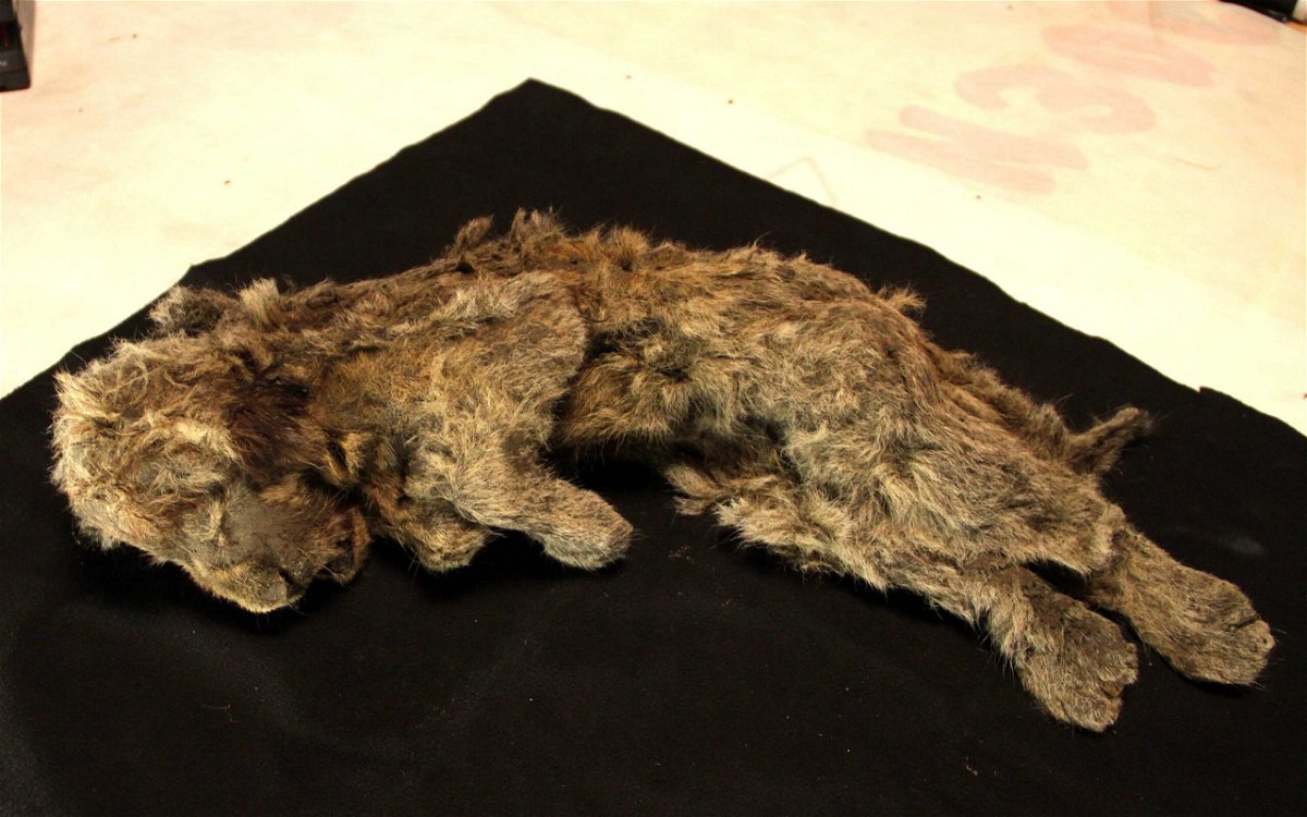 43,000-Year-Old Frozen Lions Cubs Discovered in Russia