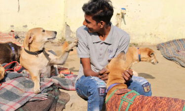 An employee at Kannan Animal Welfare (KAW) interacts with rescued strays at the KAW shelter.