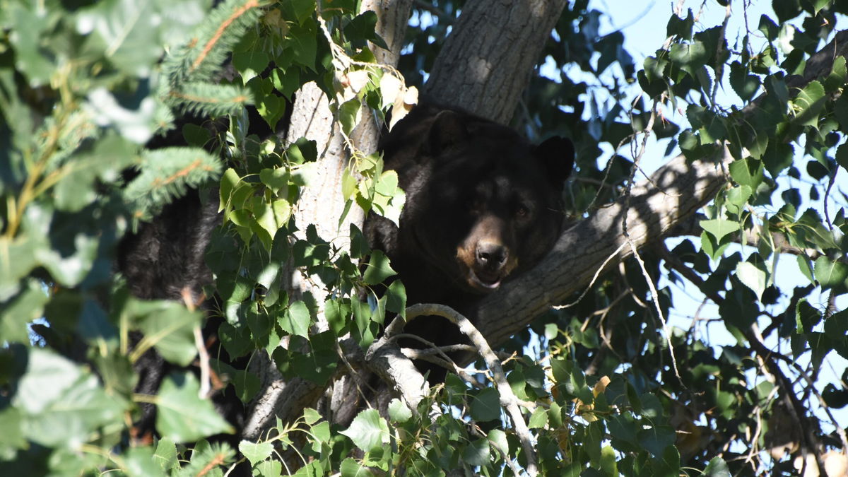 CPW asks Coloradans to be 'Bear Aware' as bears enter hyperphagia | KRDO