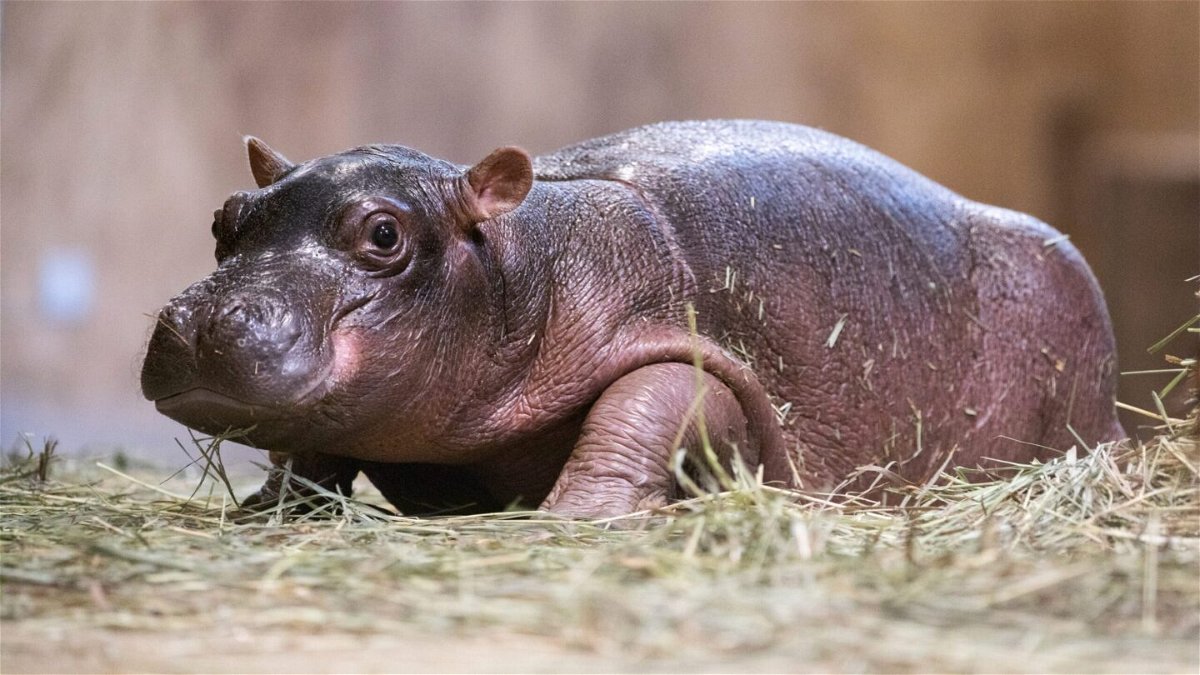 Meet Omo: Cheyenne Mountain Zoo's new baby hippo gets a name | KRDO
