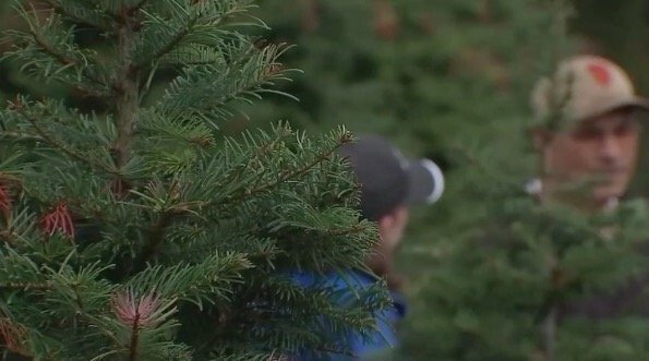 <i>KPTV</i><br/>The rain we're having is welcome weather for Christmas tree farmers