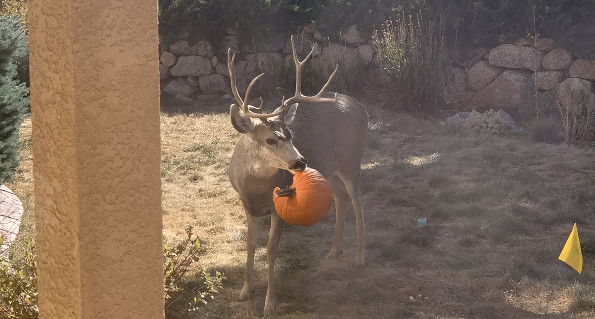 Do deer online eat pumpkins