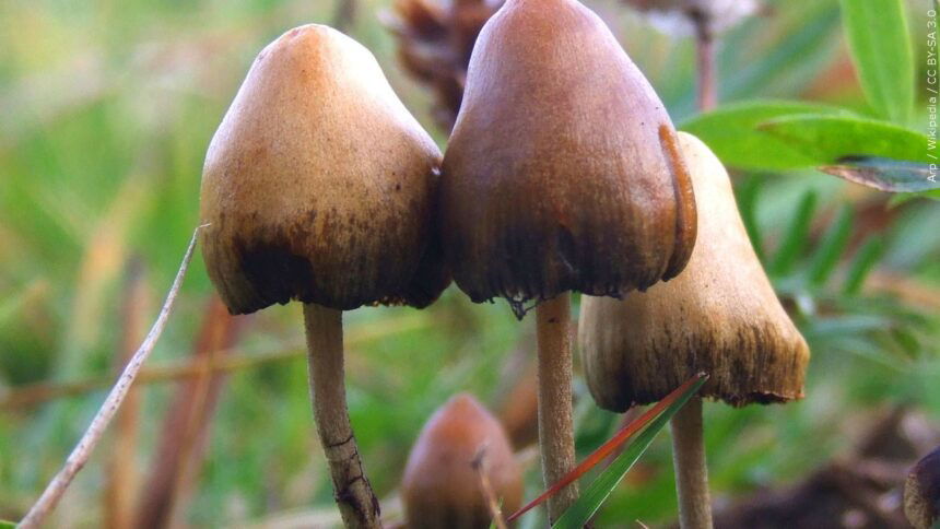 Colorado Springs council looking at resolution to decriminalize 'Magic Mushrooms' - KRDO