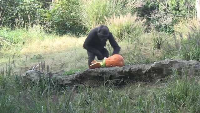 <i>WLKY</i><br/>A gorilla at the Louisville Zoo enjoys pumpkin left over from the annual Boo and the Zoo