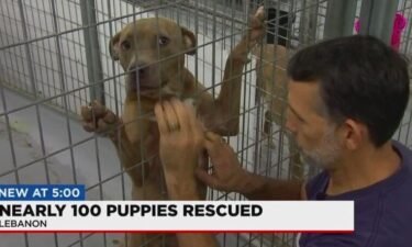 Nearly 100 puppies are getting the urgent help they need at the Animal Rescue Corps facility after being rescued from horrific conditions at a puppy mill in Iowa.