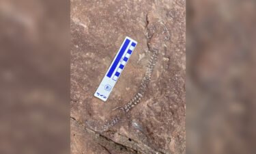 The fossil discovery at Canyonlands National Park was a rare intact skeleton.