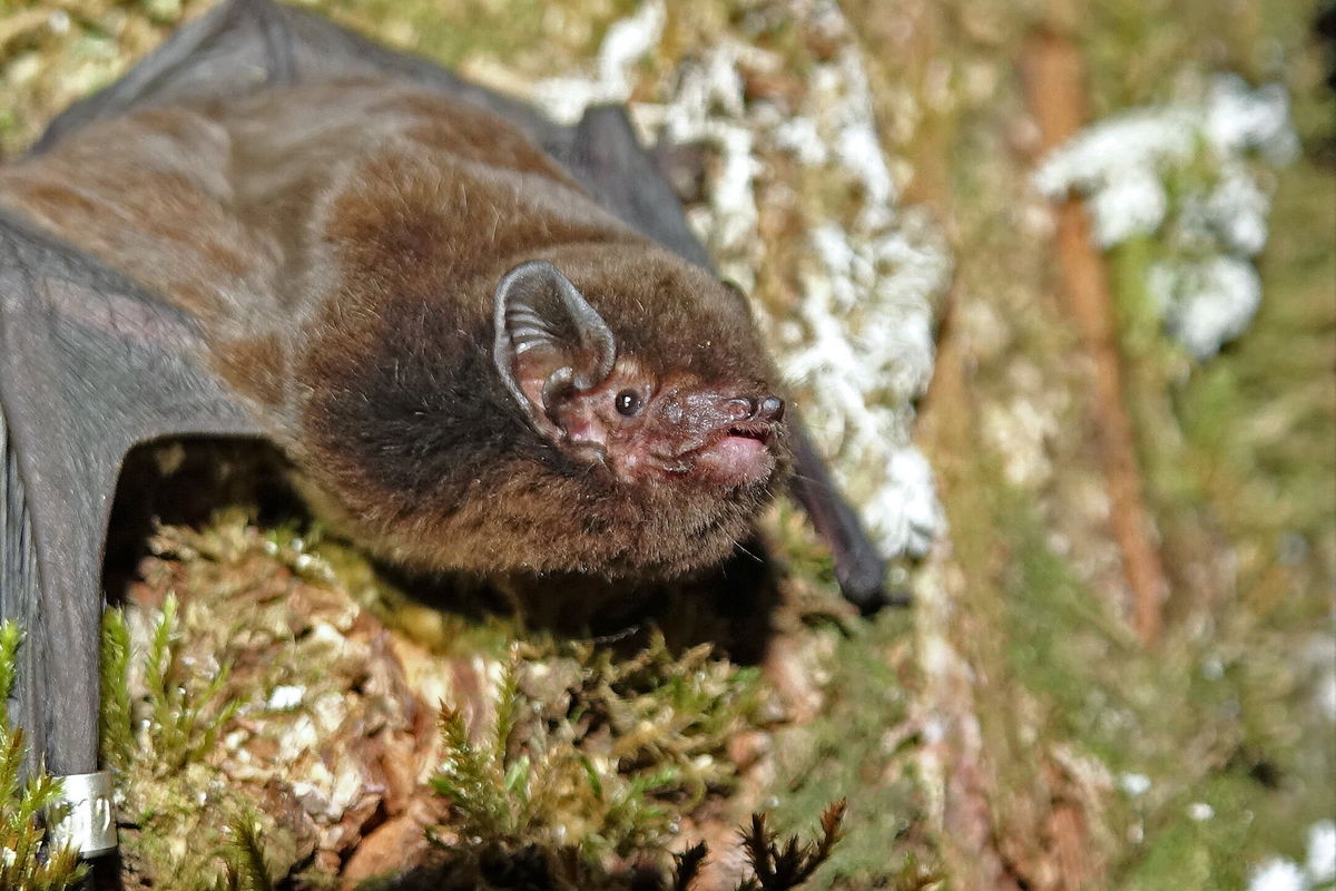 <i>Ian Davidson-Watts</i><br/>New Zealand's annual Bird of the Year competition has been won by the country's only land mammal: the pekapeka-tou-roa