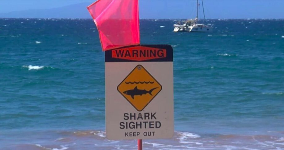 <i>KITV</i><br/>Shark warning signs have been posted on the Makaha Side of Maili Beach Park after a 10 to 12-foot shark was seen feeding on a sea turtle.