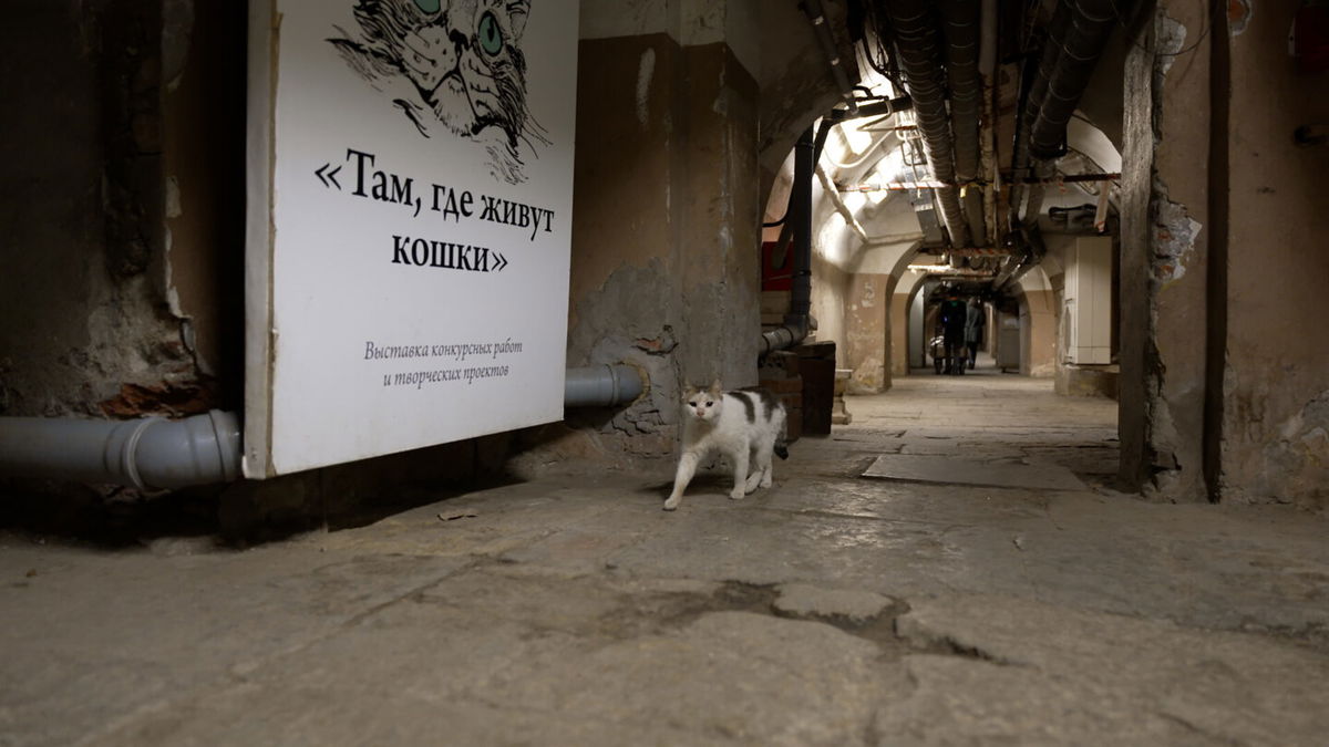 <i>Kev Broad/CNN</i><br/>A cat prowls the basement of the museum